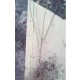 FORSYCJA żółte słońce w ogrodzie - sadzonki 40 / 60 cm
